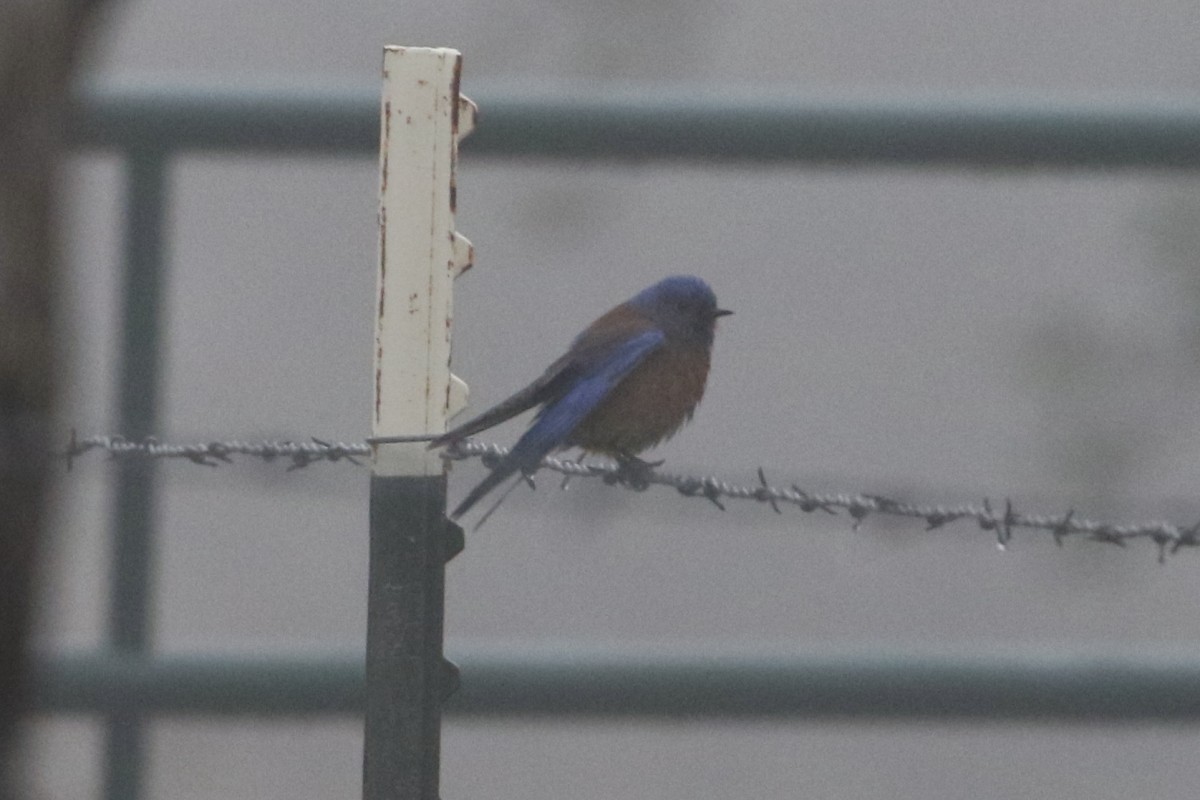 Western Bluebird - ML301641301