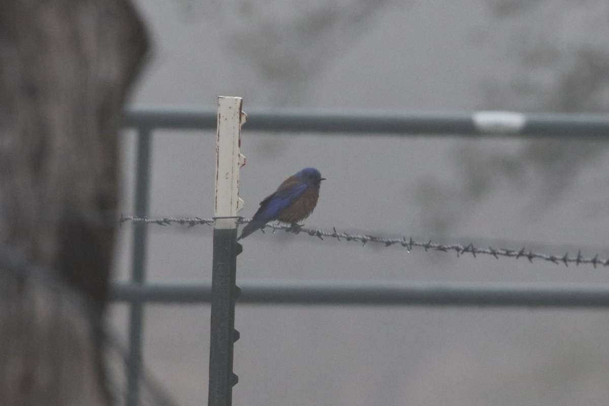 Western Bluebird - ML301641321