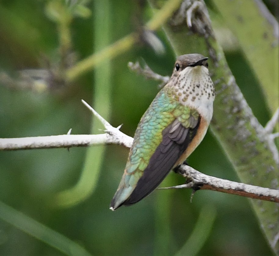 Rufous Hummingbird - ML301644131
