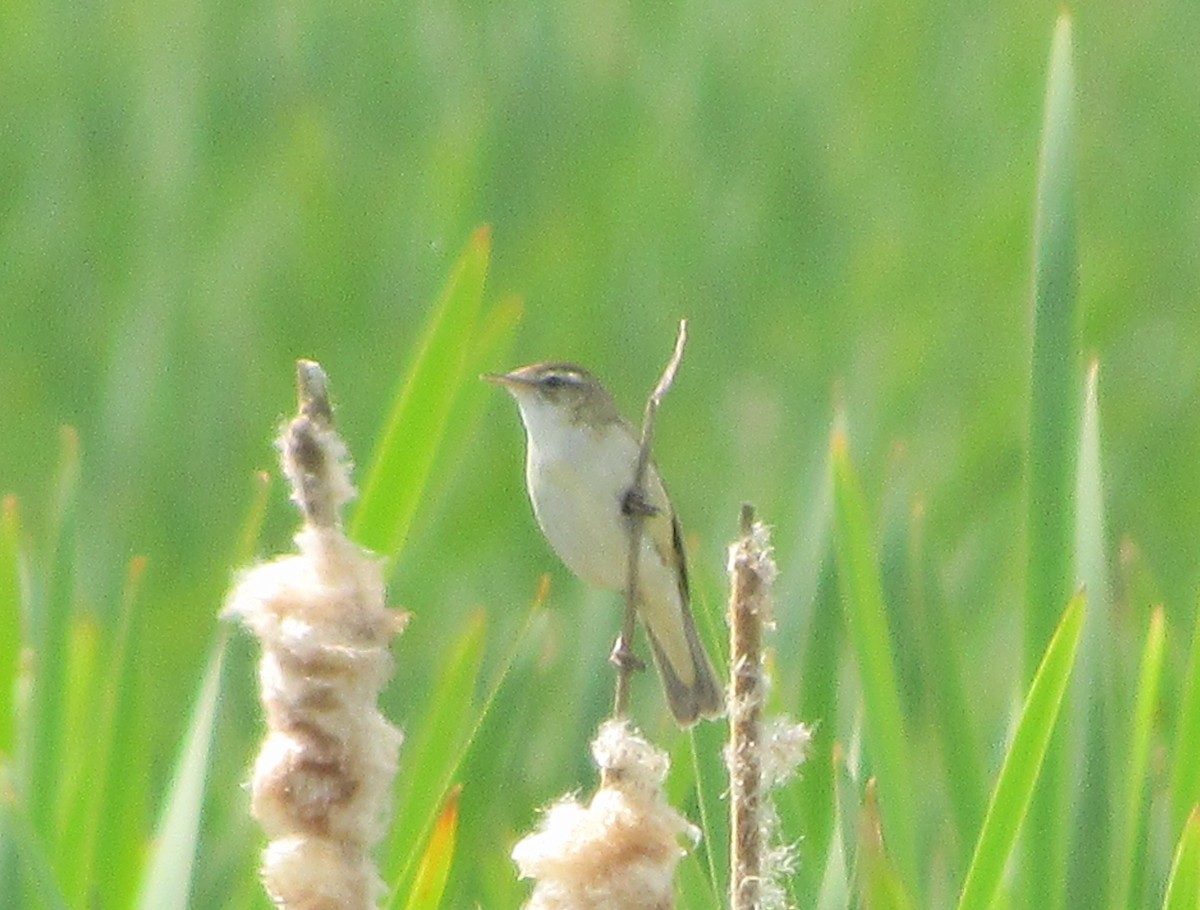 Sedge Warbler - ML30164621