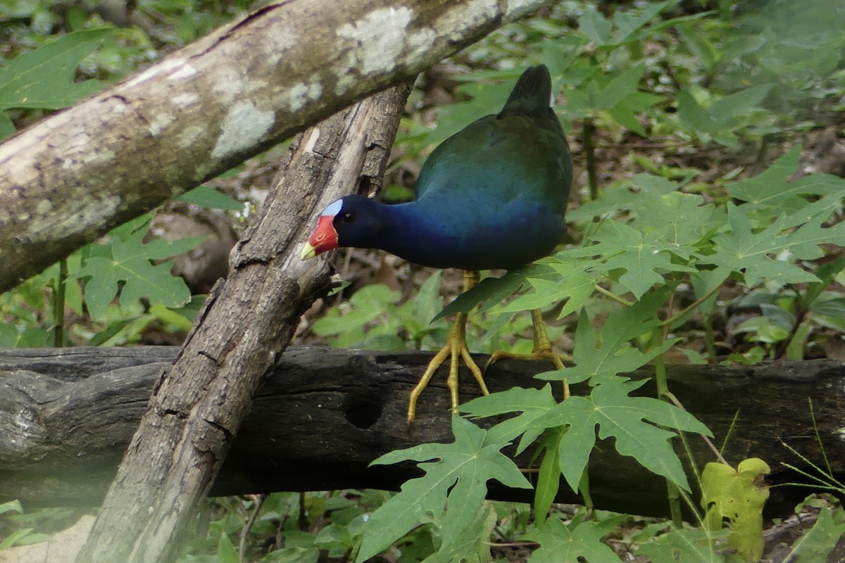 Purple Gallinule - ML301648271