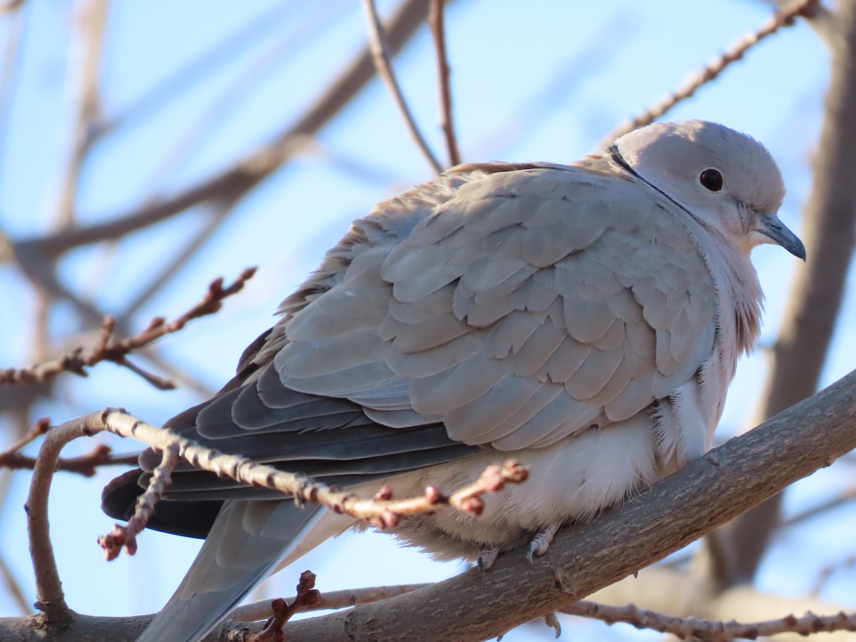 Eurasian Collared-Dove - ML301648431