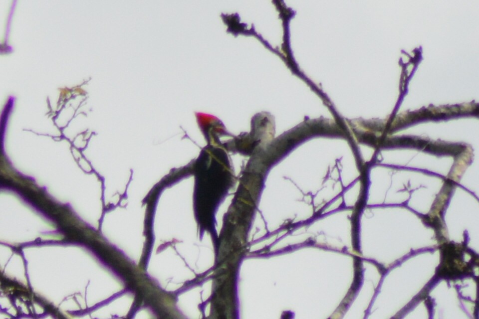 Lineated Woodpecker - ML30165131