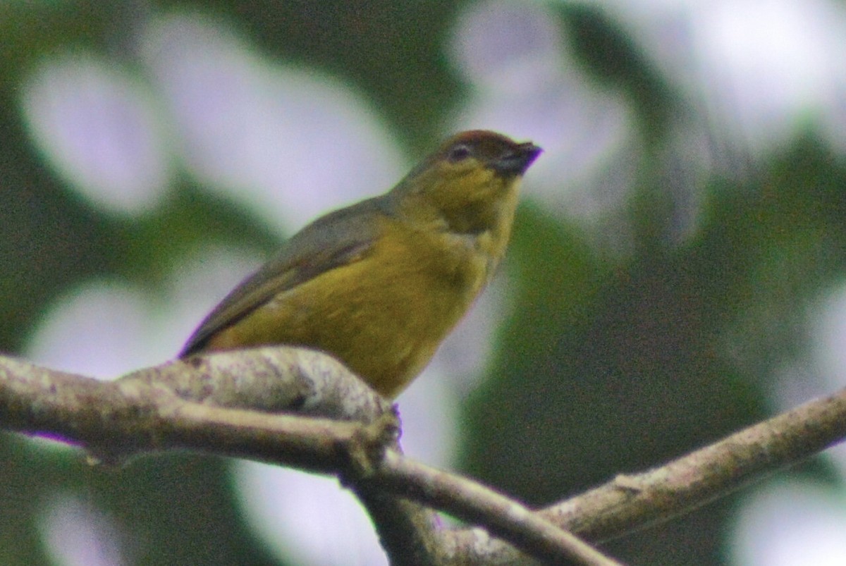 Olive-backed Euphonia - ML30165171