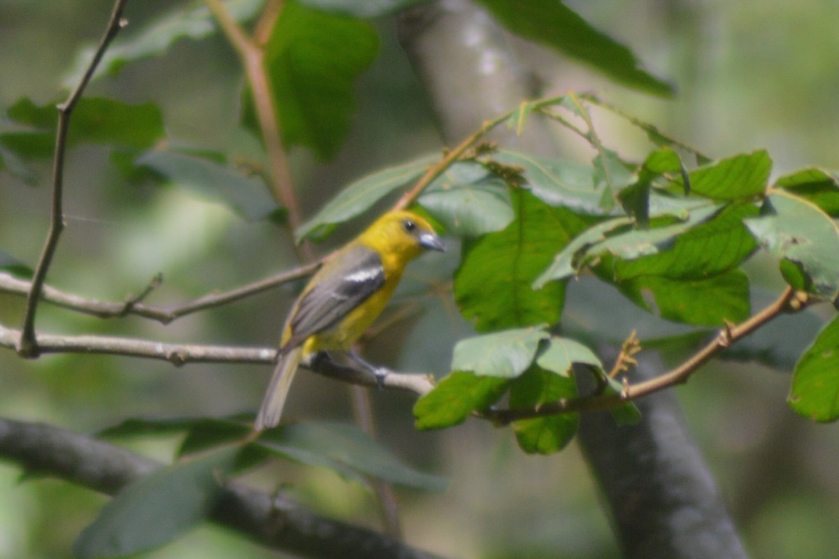 White-winged Tanager - ML30165191