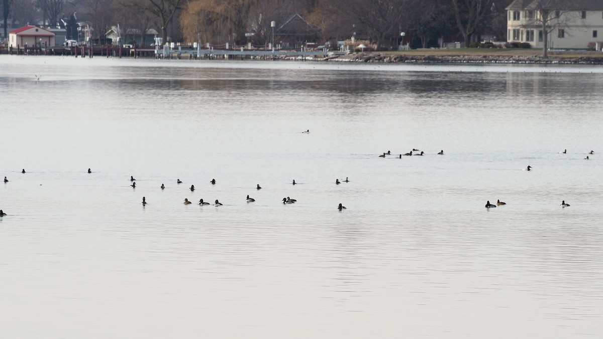 Ring-necked Duck - fototaker Tony