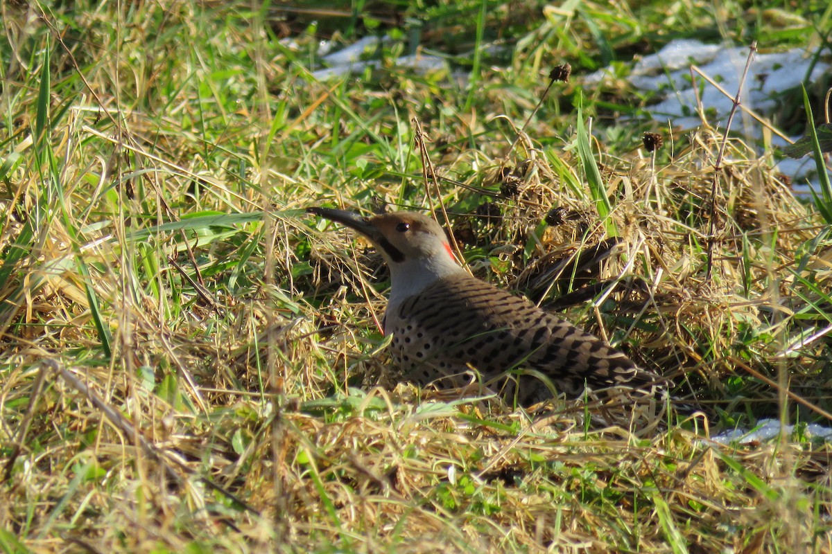 Northern Flicker - ML301652361