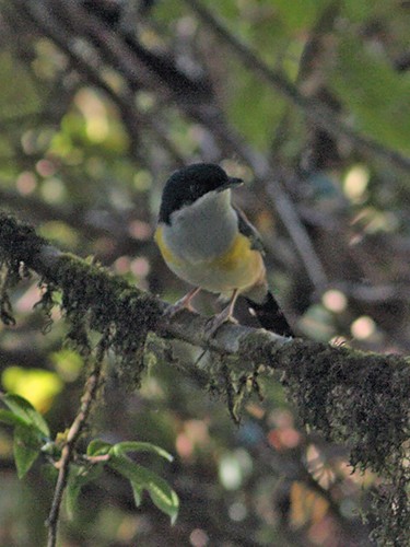 Black-headed Shrike-Babbler - ML30165281