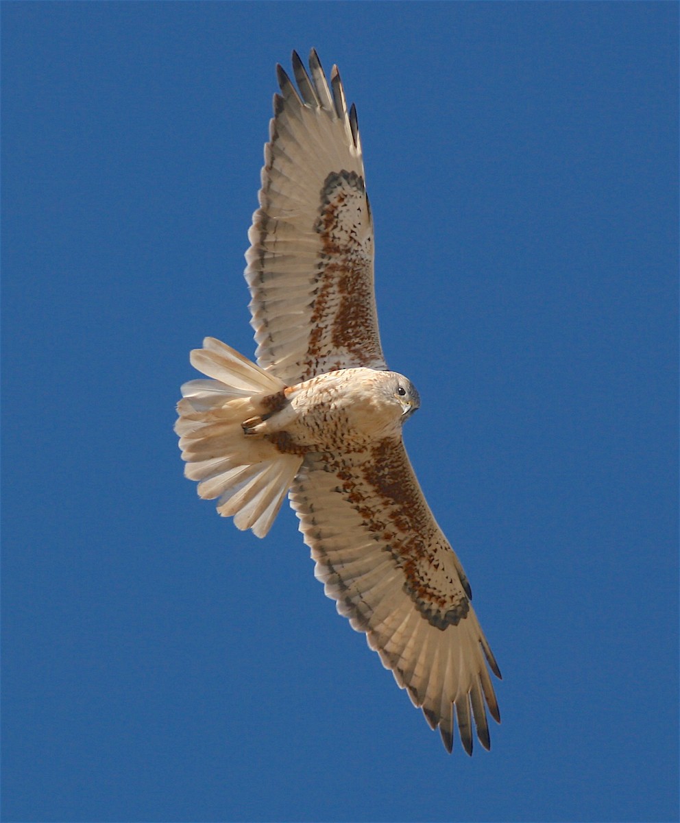 Ferruginous Hawk - Anonymous