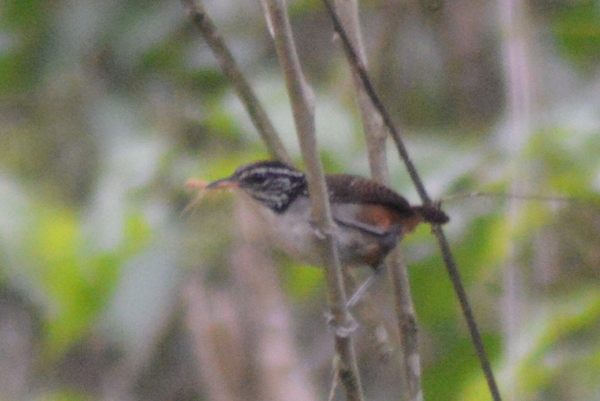 White-breasted Wood-Wren - ML30165401