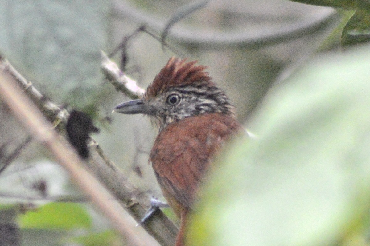 Barred Antshrike - ML30165461