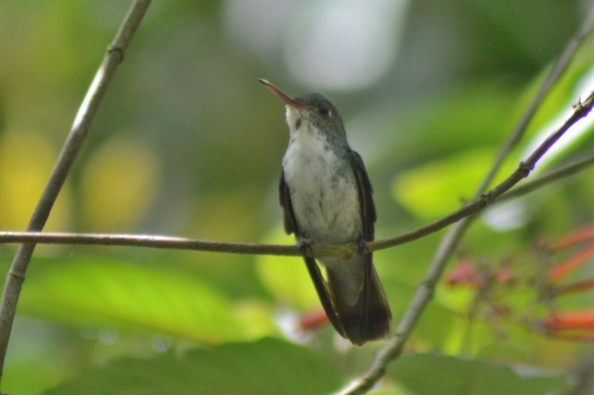 White-bellied Emerald - ML30165531