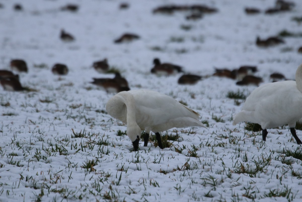 Tundra Swan - ML301655381