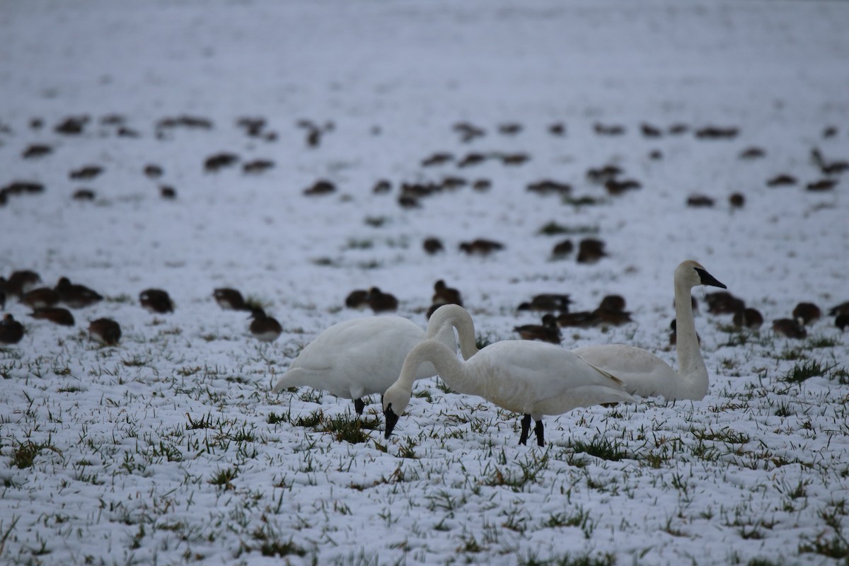 Tundra Swan - Keith Matthieu