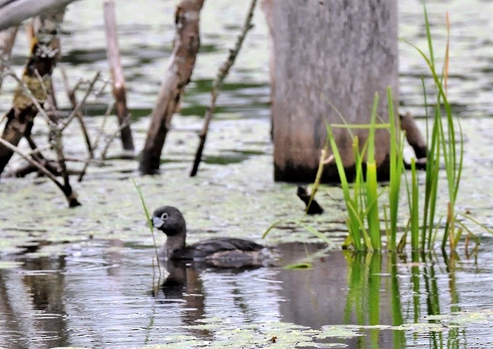 Pied-billed Grebe - ML30165571