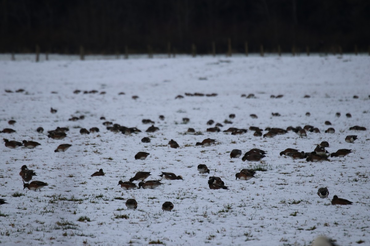 American Wigeon - ML301656001