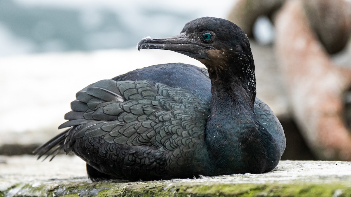 Brandt's Cormorant - Garrett Hughes