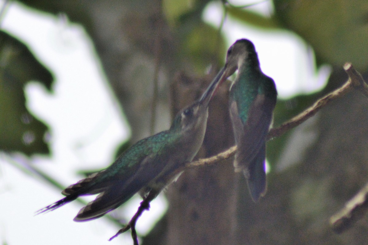 Wedge-tailed Sabrewing (Long-tailed) - Carlos Mancera (Tuxtla Birding Club)