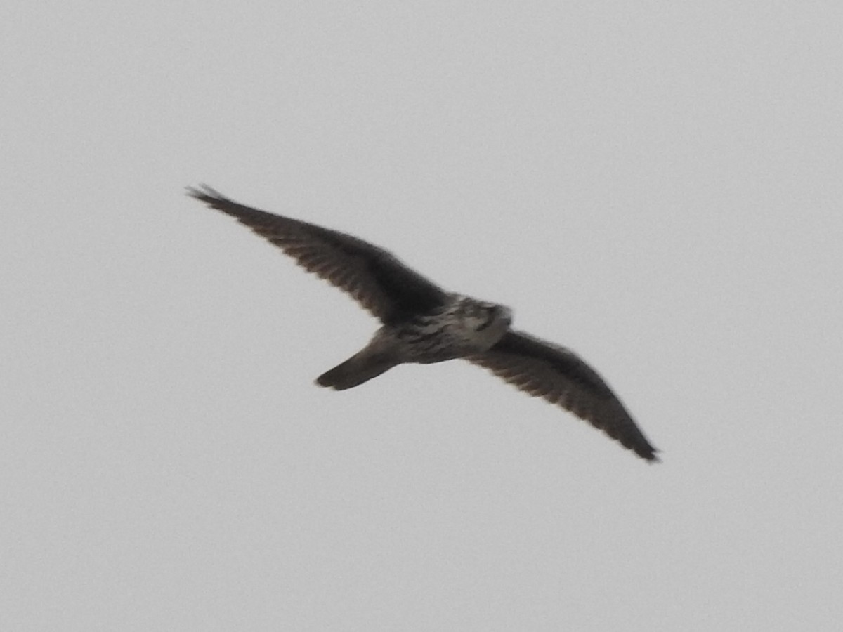 Prairie Falcon - ML301659341