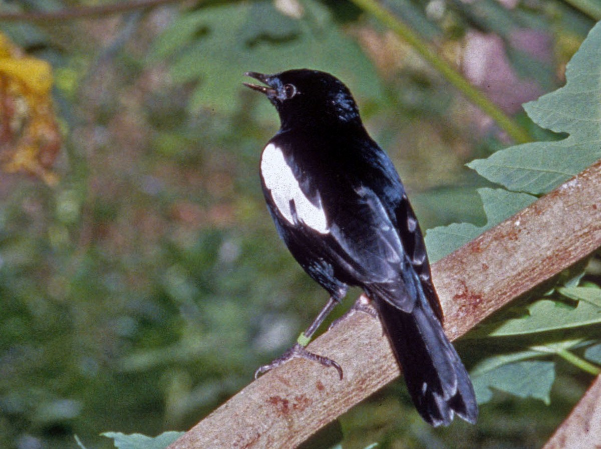 Seychelles Magpie-Robin - ML301660061