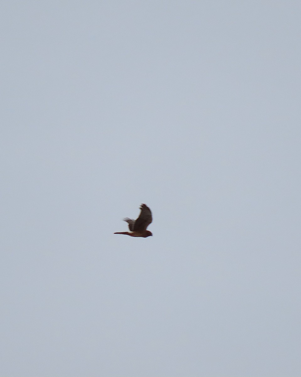 Northern Harrier - ML301660491