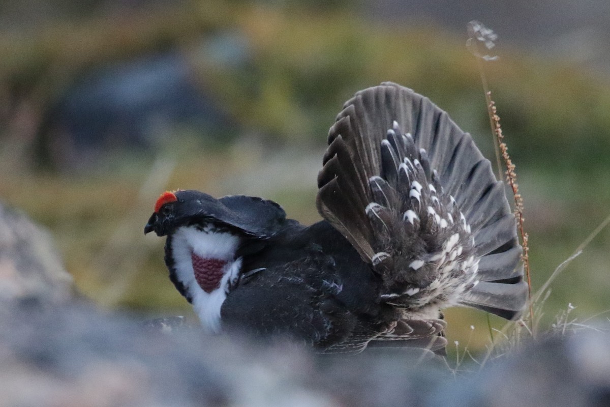 Dusky Grouse - Pam Sinclair