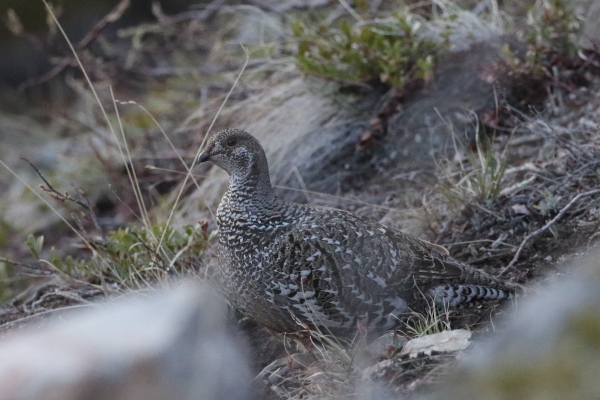 Dusky Grouse - ML301663231