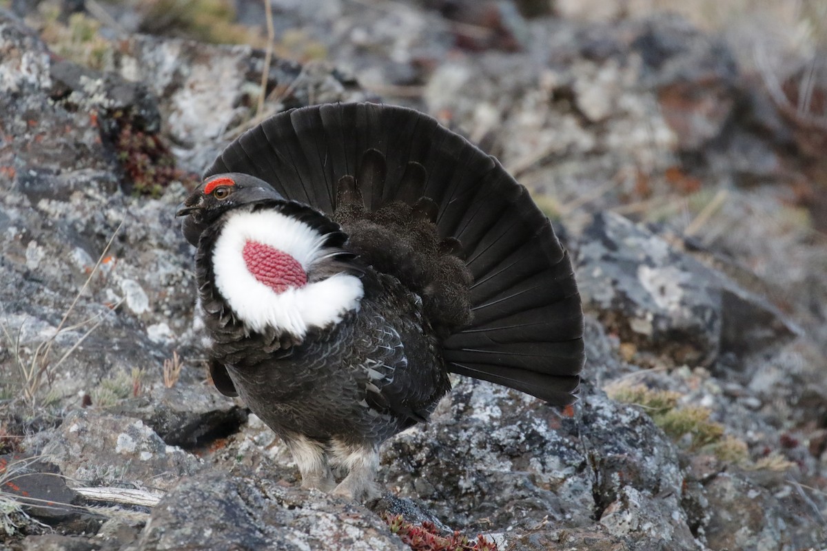 Dusky Grouse - ML301663541