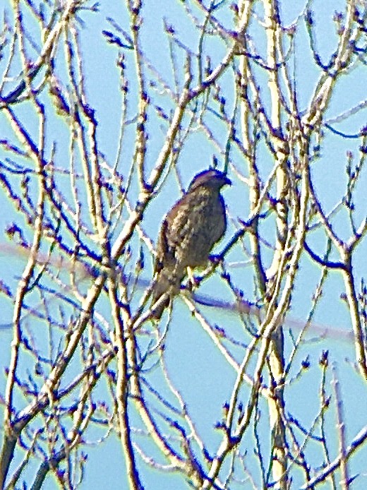 Sharp-shinned Hawk - ML301664321