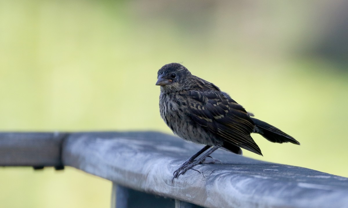 Red-winged Blackbird (Red-winged) - ML301664361