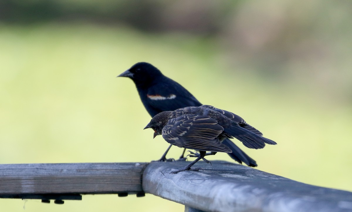 Red-winged Blackbird (Red-winged) - ML301664491