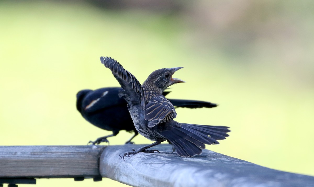 Red-winged Blackbird (Red-winged) - ML301664601