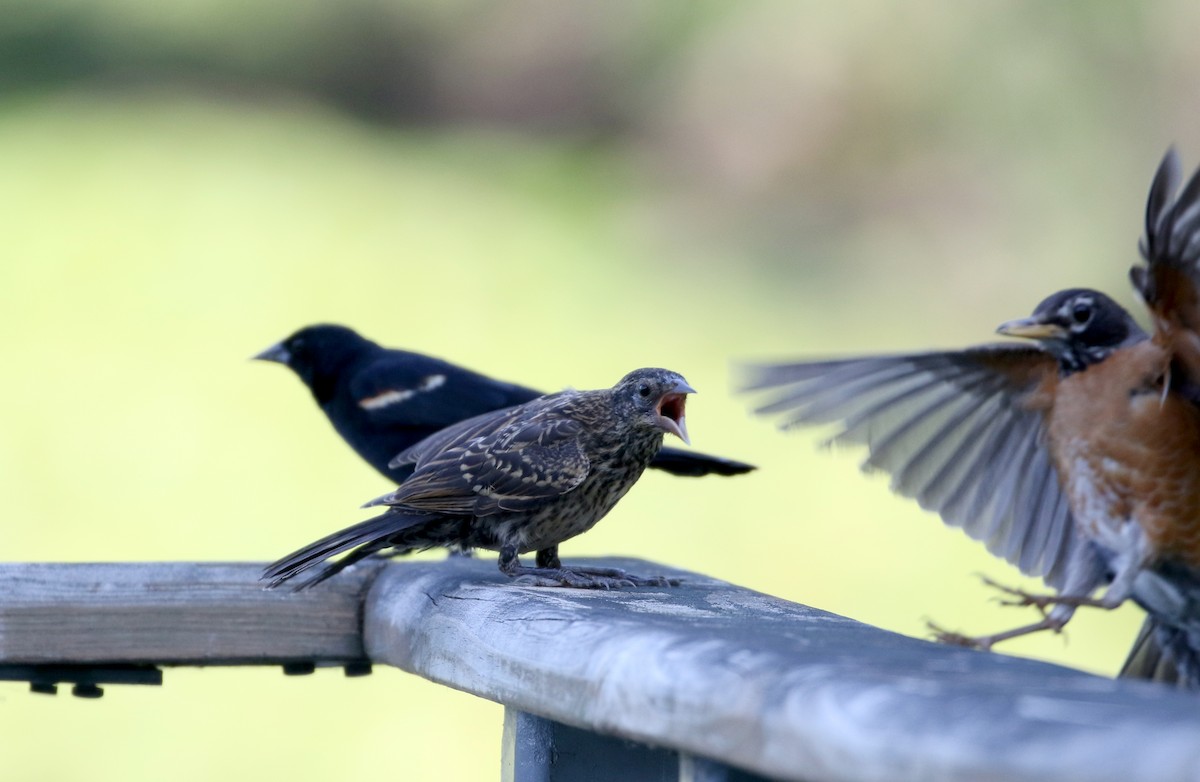 Red-winged Blackbird (Red-winged) - ML301664731