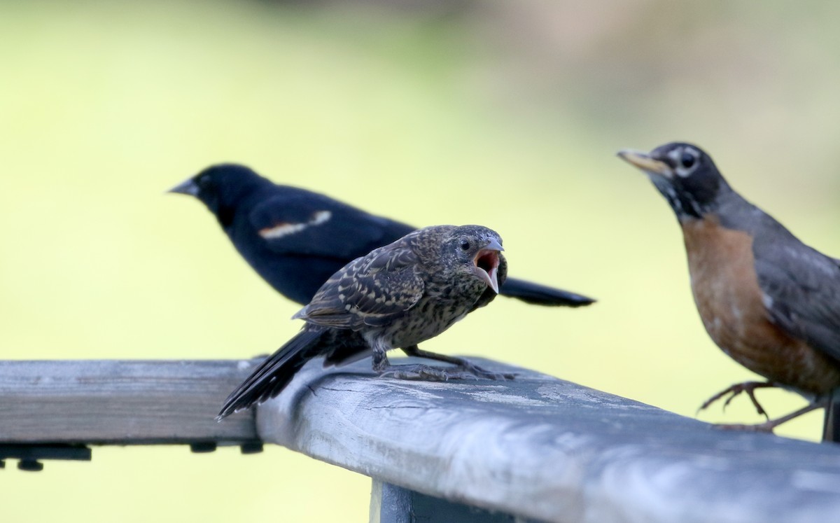 Red-winged Blackbird (Red-winged) - ML301664751