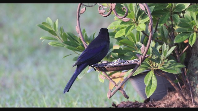 Common Grackle (Florida/Purple) - ML301666011