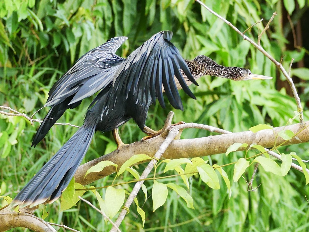 Anhinga - Tammy Brown