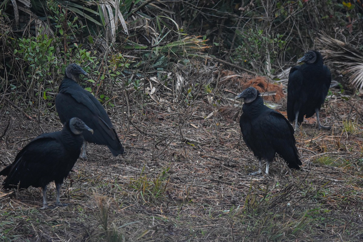 Black Vulture - ML301669861