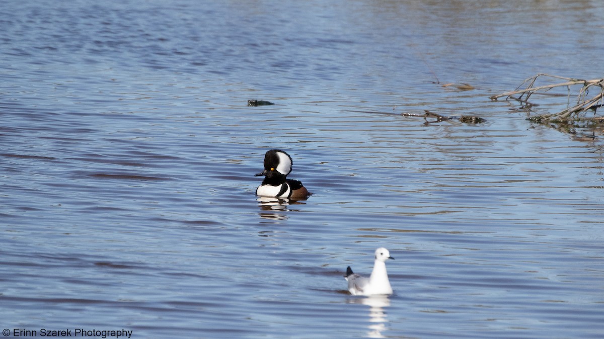Hooded Merganser - ML301671921