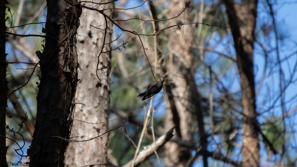 Yellow-bellied Sapsucker - ML301672181