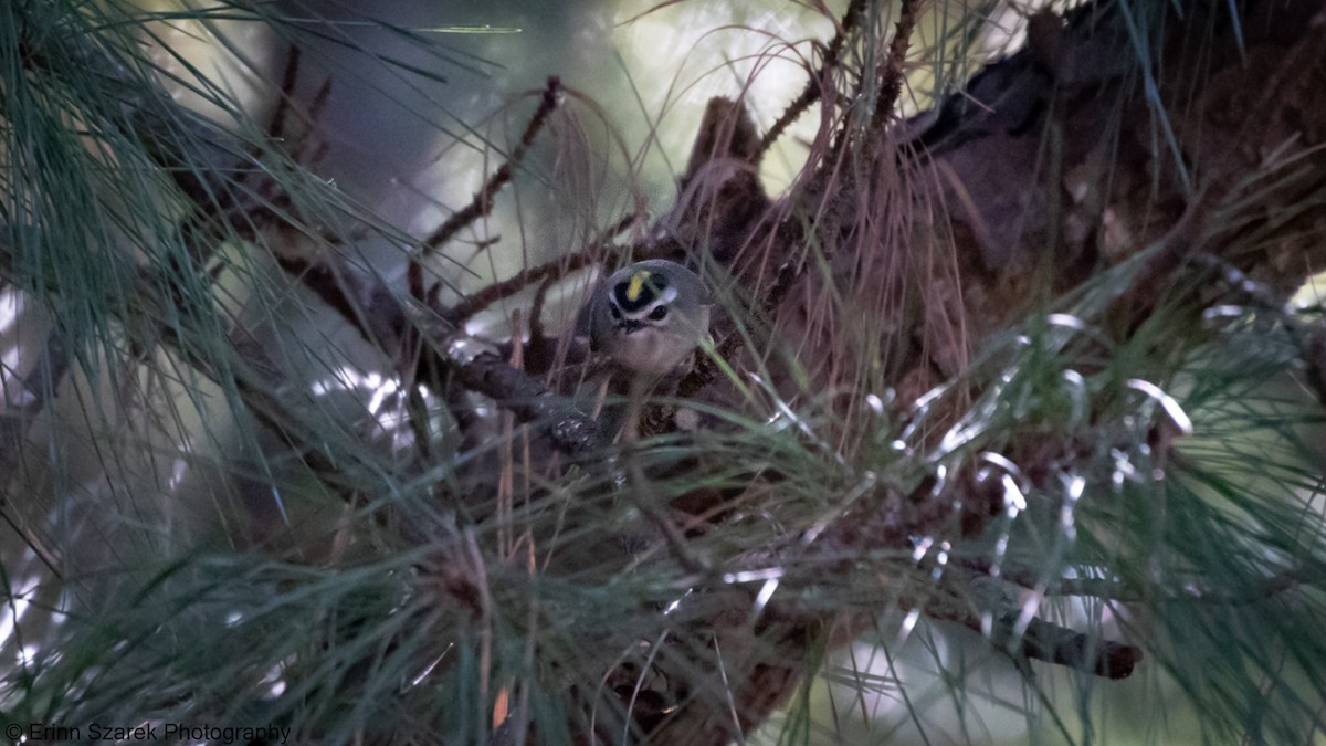 Golden-crowned Kinglet - ML301672221