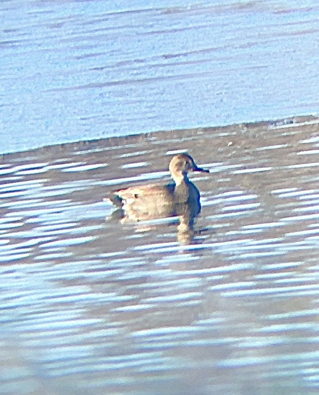 Gadwall - ML301672581