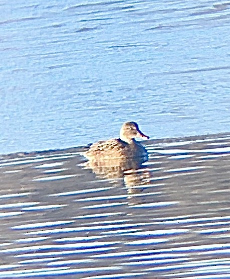 Gadwall - ML301672601