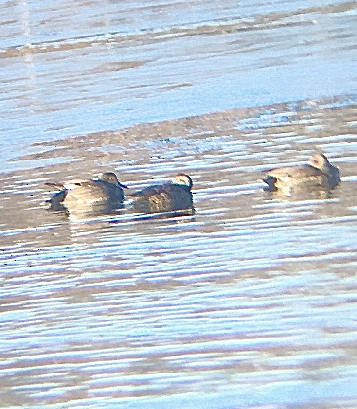 Gadwall - ML301672611