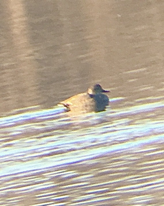 Gadwall - ML301672631