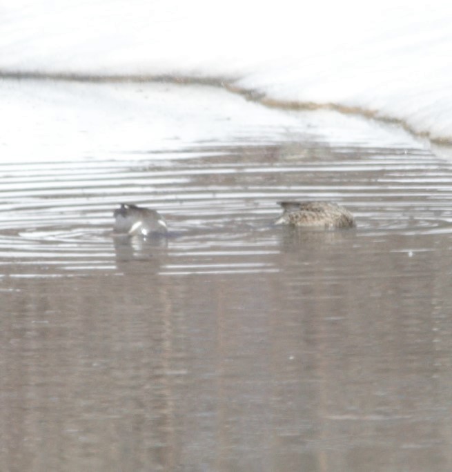 Green-winged Teal (American) - ML301672641