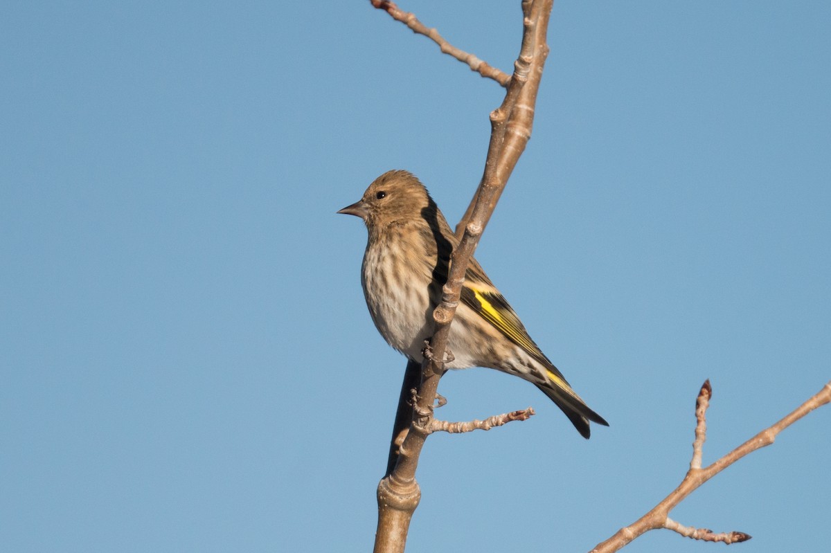 Pine Siskin - John C. Mittermeier