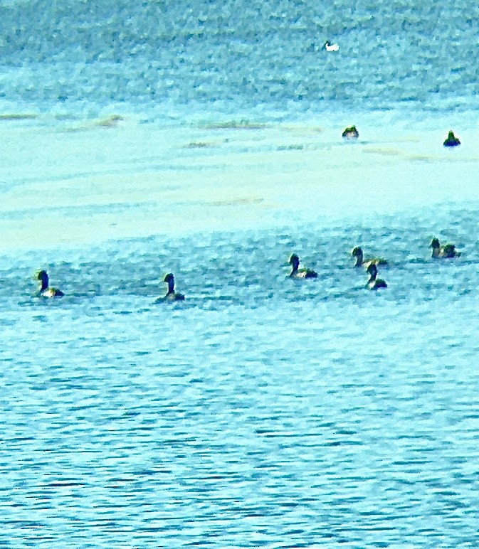 Greater Scaup - ML301673271