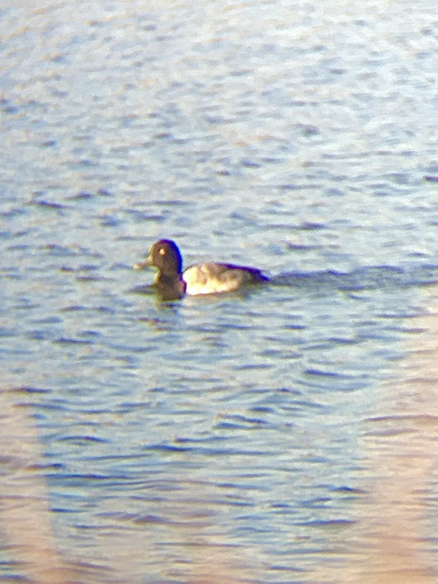 Lesser Scaup - ML301673521