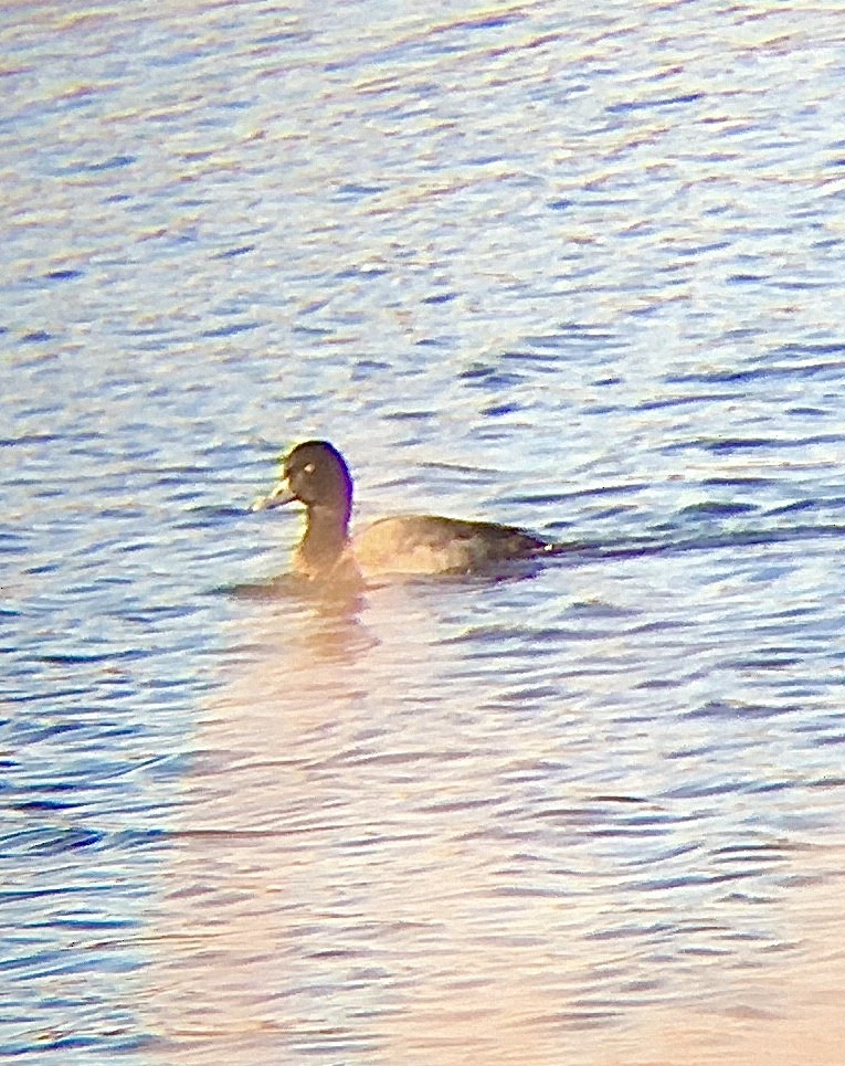 Lesser Scaup - ML301673541
