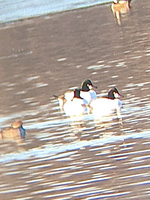 Common Goldeneye - ML301673711